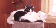 jacqueline and alley cat